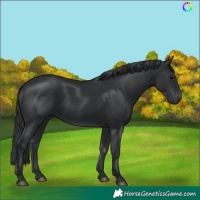 Horse Color:Black 