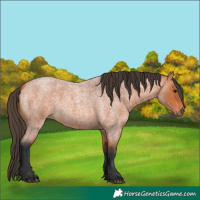 Horse Color:Unknown 