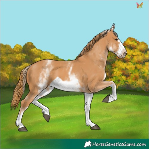 Horse Color:White Spotted Chestnut Frame 