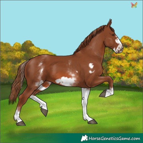 Horse Color:White Spotted Chestnut Frame 