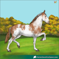 Horse Color:White Spotted Chestnut Frame