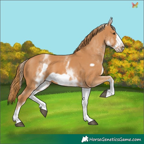 Horse Color:White Spotted Chestnut Frame 