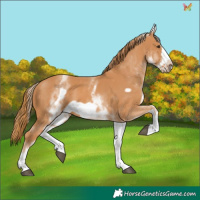 Horse Color:White Spotted Chestnut Frame