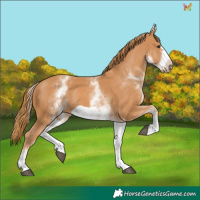 Horse Color:White Spotted Chestnut Frame 