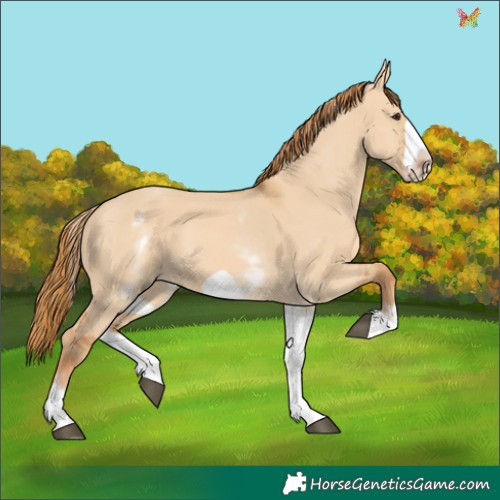 Horse Color:White Spotted Red Dun Frame 