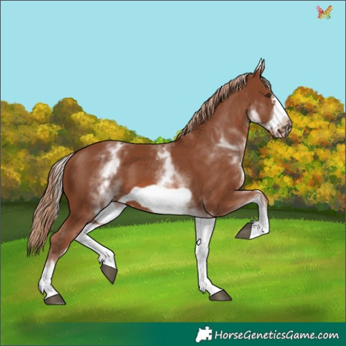 Horse Color:White Spotted Chestnut Frame 