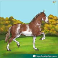 Horse Color:White Spotted Chestnut Frame