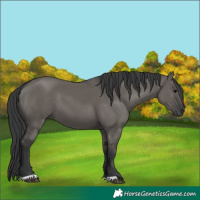 Horse Color:Unknown 