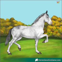 Horse Color:White Spotted Black Splash 
