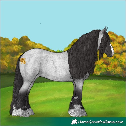 Horse Color:Smoky Blue Roan 