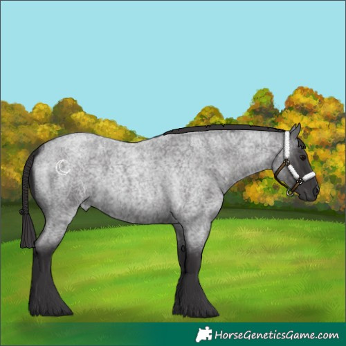 Horse Color:Smoky Blue Roan