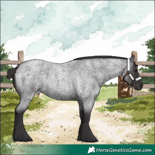 Horse Color:Smoky Blue Roan 