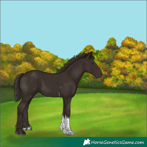 Horse Color:Liver Chestnut Tobiano 