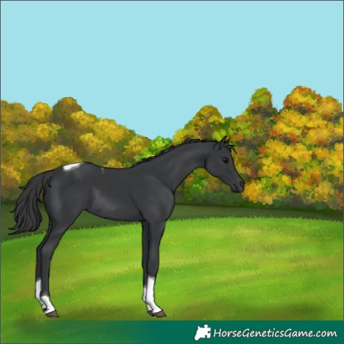 Horse Color:Black Tobiano Rabicano 
