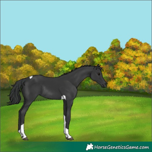 Horse Color:Black Tobiano Rabicano 