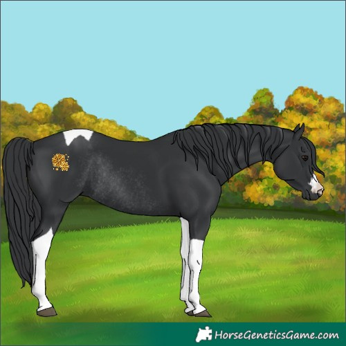 Horse Color:Black Tobiano Rabicano 