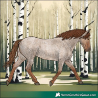 Horse Color:Red Dun Roan 
