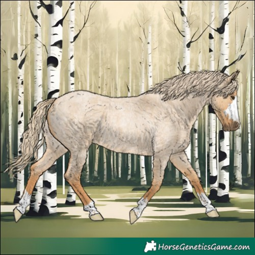 Horse Color:Red Dun Roan