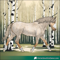 Horse Color:Red Dun Roan