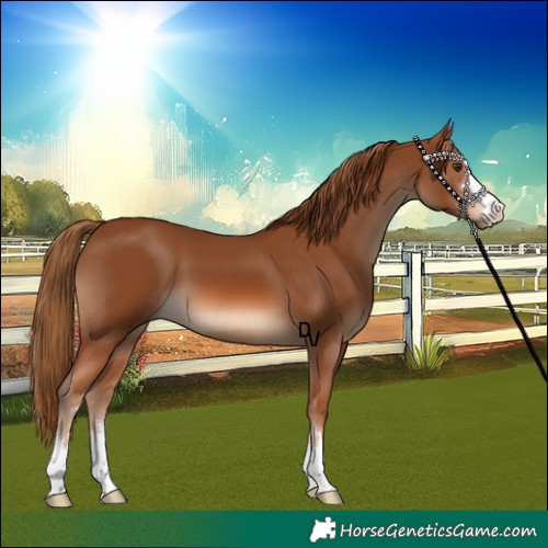 Horse Color:Chestnut 