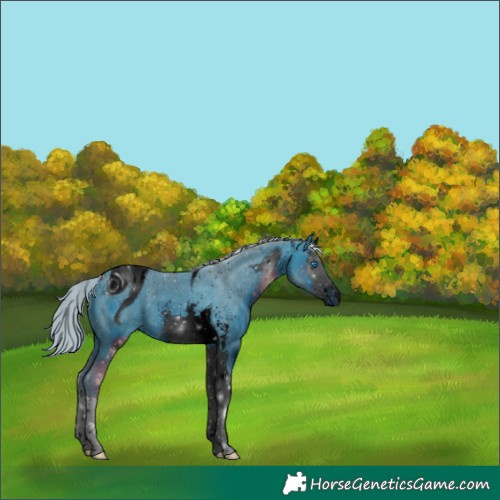 Horse Color:ERROR: UNKNOWN ANOMALY