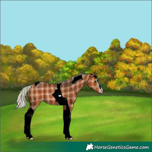 Horse Color:Plaid  Silver Bay Sabino Tobiano Rabicano 