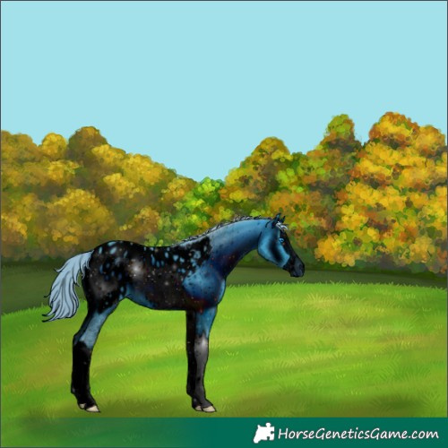 Horse Color:ERROR: UNKNOWN ANOMALY