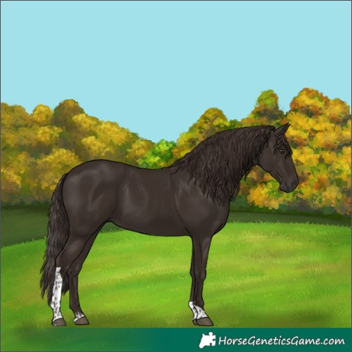 Horse Color:Liver Chestnut Tobiano 