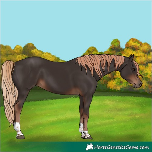 Horse Color:Liver Chestnut Tobiano 