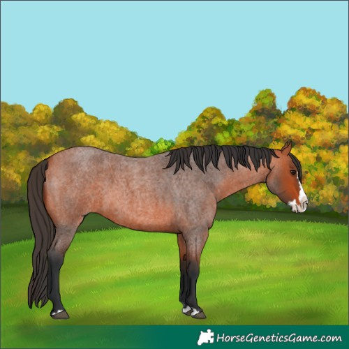 Horse Color:Bay Roan Splash 