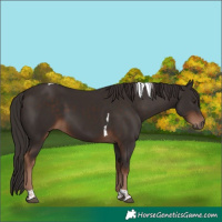Horse Color:Liver Chestnut Tobiano