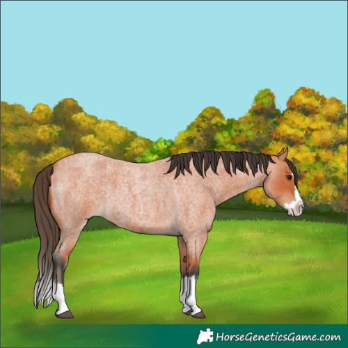 Horse Color:Bay Roan Splash 