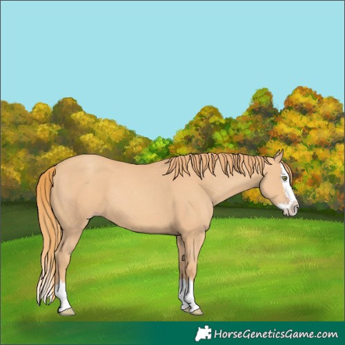 Horse Color:Gold Champagne Splash 