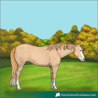 Horse Color:Gold Champagne Splash 