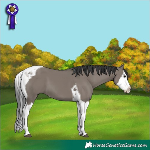 Horse Color:Grullo Splash Tobiano 