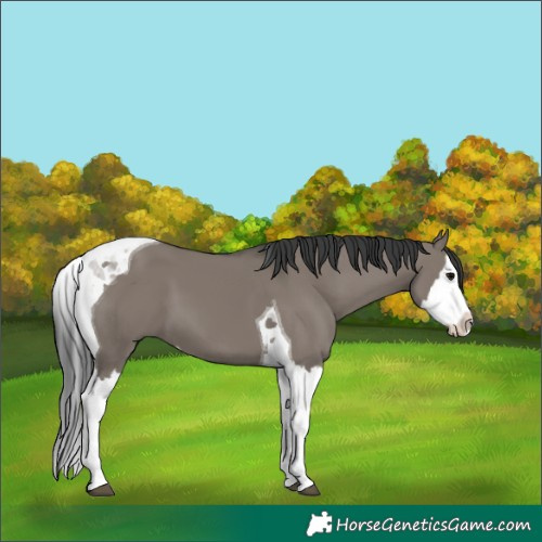 Horse Color:Grullo Splash Tobiano 