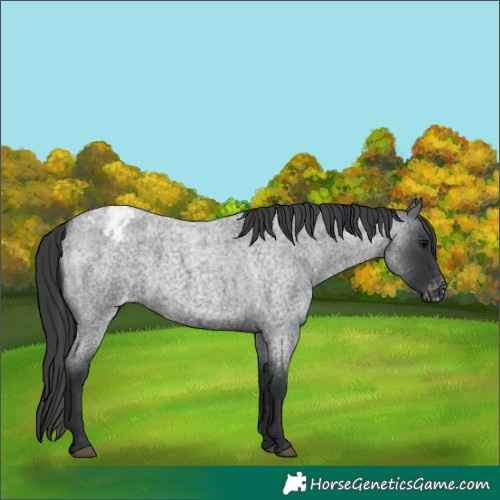 Horse Color:Blue Roan Appaloosa 