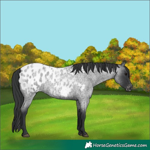 Horse Color:Blue Roan Appaloosa 
