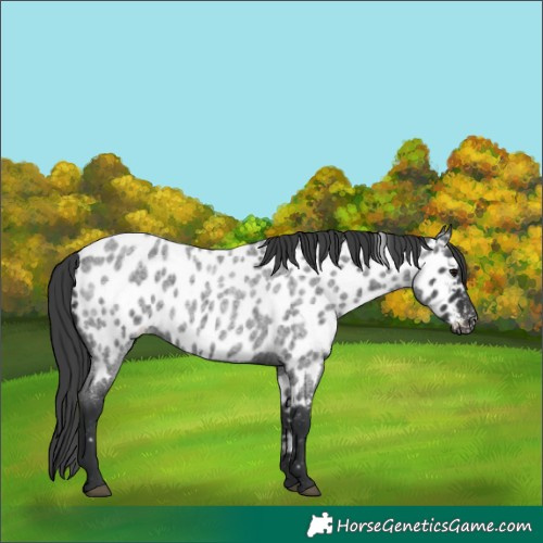 Horse Color:Blue Roan Appaloosa 