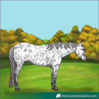 Horse Color:Blue Roan Near Leopard 