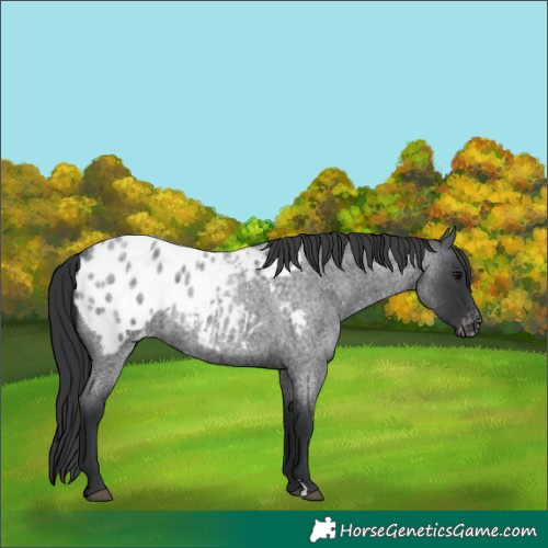Horse Color:Blue Roan Appaloosa