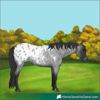 Horse Color:Blue Roan Appaloosa 