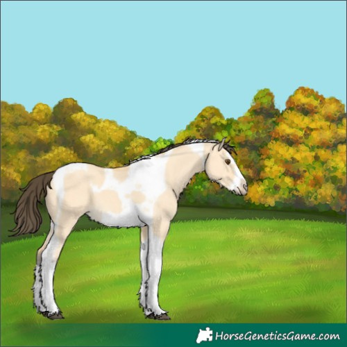 Horse Color:Buckskin Dun Splash Tobiano Frame 