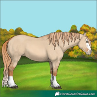 Horse Color:Red Dun Splash Frame 