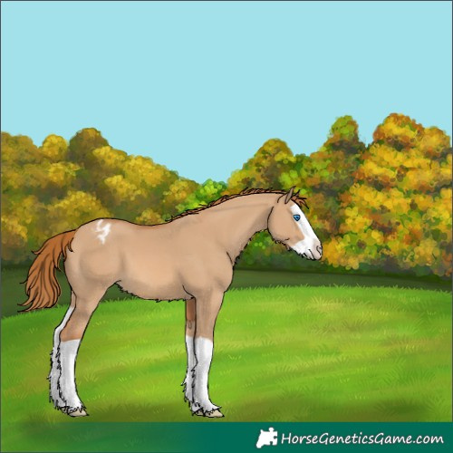 Horse Color:Red Dun Splash Varnish 