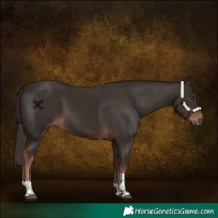 Horse Color:Liver Chestnut Tobiano 