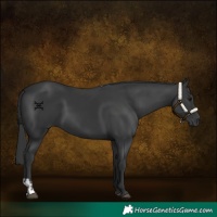 Horse Color:Black  and Black 