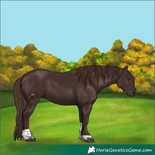 Horse Color:Liver Chestnut Tobiano 