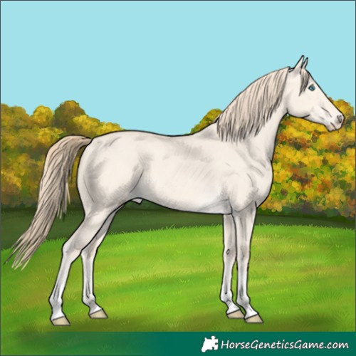 Horse Color:Perlino Dun Tobiano 
