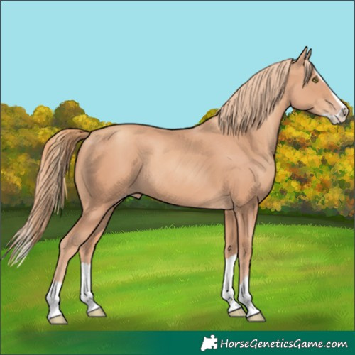 Horse Color:Gold Champagne Splash 